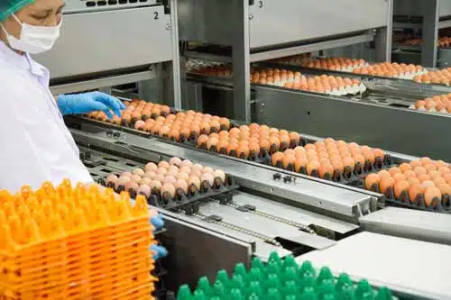 Conveyor belt in a food industrial preparation warehouse