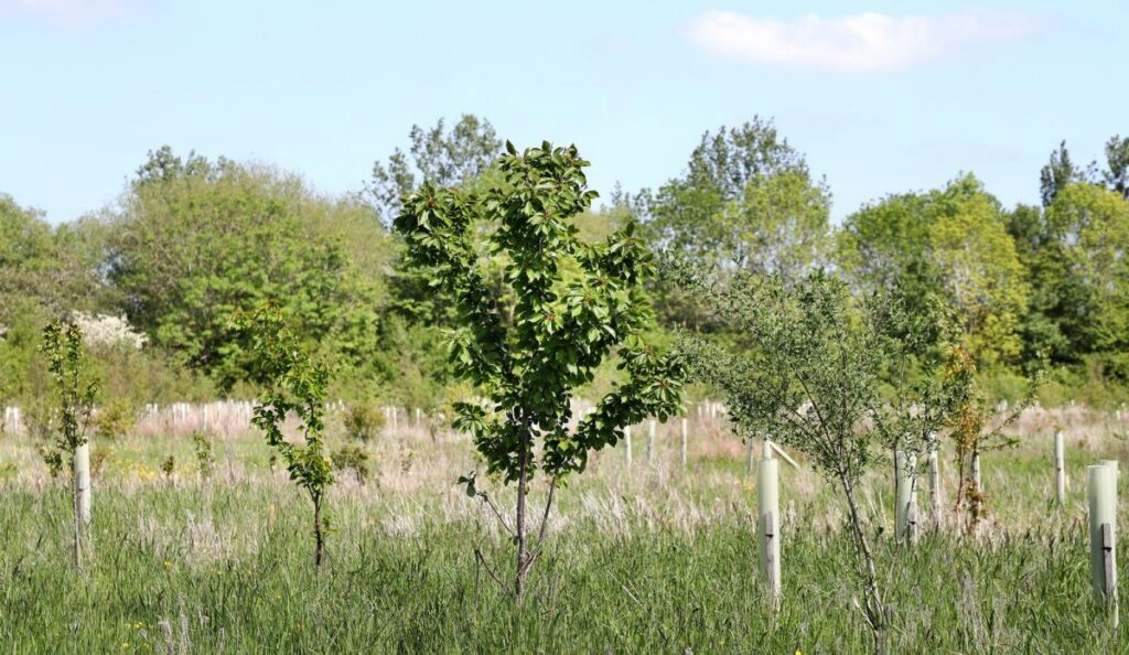 Wilcox Door Service representing carbon offset program with tree planting per service call in Canada